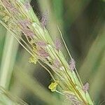 Dichanthium annulatum flower picture by M. Hedayat (cc-by-sa)