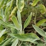 Salvia fruticosa leaf picture by Achim Tacke (cc-by-sa)
