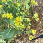 Bupleurum rotundifolium flower picture by Susanne Lankenau (cc-by-sa)