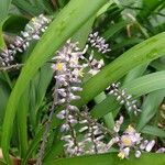 Cordyline stricta flower picture by Penelope Frith (cc-by-sa)