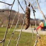 Betula occidentalis flower picture by Dane Rob (cc-by-sa)