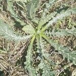 Scolymus hispanicus leaf picture by Ammar Foufou (cc-by-sa)