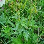 Astrantia major leaf picture by Alexandre BONNAMOUR (cc-by-sa)