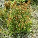 Erica scoparia habit picture by Alain Bigou (cc-by-sa)