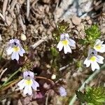 Euphrasia nemorosa habit picture by Alain Lagrave (cc-by-sa)