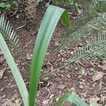 Hippeastrum reginae leaf picture by Neves Vinícius (cc-by-sa)