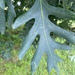 Quercus coccinea leaf picture by Pl@ntNet (cc-by-sa)