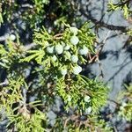 Juniperus sabina flower picture by Harry Schreurs (cc-by-sa)