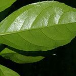 Symplocos limoncillo leaf picture by Nelson Zamora Villalobos (cc-by-nc)