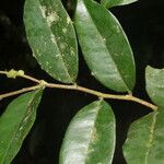 Swartzia costaricensis leaf picture by Nelson Zamora Villalobos (cc-by-nc)