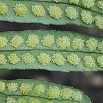 Polypodium cambricum fruit picture by Sarami (cc-by-sa)