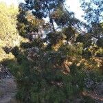 Tetraclinis articulata habit picture by Heras Daniel (cc-by-sa)