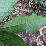 Talisia sylvatica leaf picture by Lisa Moreno (cc-by-sa)