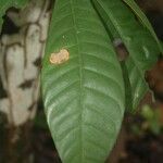 Gustavia augusta leaf picture by R. Tournebize (cc-by-sa)