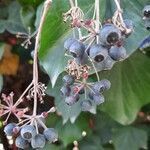Hedera helix fruit picture by Stefano (cc-by-sa)
