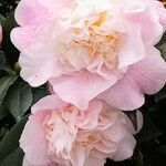 Camellia japonica flower picture by Dieter Albrecht (cc-by-sa)