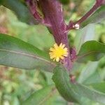 Lactuca canadensis flower picture by PT (cc-by-sa)