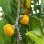 Diospyros maritima fruit picture by Franc-Christophe BAURENS (cc-by-sa)