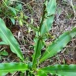 Chlorophytum gallabatense leaf picture by susan brown (cc-by-sa)
