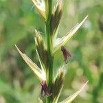 Lolium rigidum flower picture by Sergio costantini (cc-by-sa)