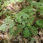 Dicentra canadensis leaf picture by Christina Emery (cc-by-sa)