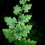 Selaginella willdenowii leaf picture by Shata Juangsar (cc-by-sa)