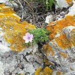 Erodium foetidum (l.) l'hér. flower picture by olivier duchêne (cc-by-sa)