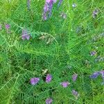 Vicia tenuifolia leaf picture by Laurie Targa (cc-by-sa)