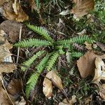 Blechnum spicant leaf picture by Ugoline Jacquot (cc-by-sa)