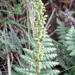 Anemia tomentosa habit picture by Trap Hers (cc-by-sa)