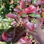 Cotoneaster divaricatus leaf picture by Magnus Onu (cc-by-sa)