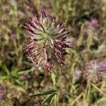 Trifolium purpureum fruit picture by Denis Bastianelli (cc-by-sa)