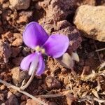 Vigna frutescens flower picture by Susan Brown (cc-by-sa)