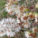 Solidago virgaurea fruit picture by Sarah GOURAUD (cc-by-sa)