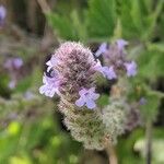 Verbena lasiostachys flower picture by Kyle Ricio (cc-by-sa)