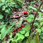 Erythrina herbacea fruit picture by hope ebert (cc-by-sa)