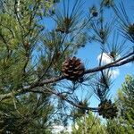 Pinus brutia fruit picture by dr. (cc-by-sa)