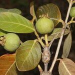 Psidium guineense fruit picture by Nelson Zamora Villalobos (cc-by-nc)