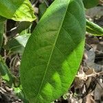 Parsonsia straminea leaf picture by Kath Little (cc-by-sa)