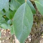 Maclura pomifera leaf picture by Plantae Lucorum (cc-by-sa)