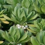 Scaevola sericea fruit picture by James Rush (cc-by-sa)
