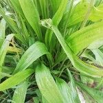 Plantago ovata leaf picture by BUSTOS EGEA SALVADOR (cc-by-sa)