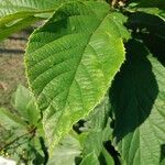 Cordia superba leaf picture by pedrogc -- (cc-by-sa)