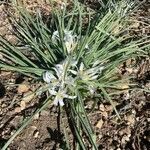 Leucocrinum montanum leaf picture by Brent Brent (cc-by-sa)