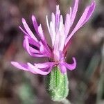 Crupina crupinastrum flower picture by Benito Soto Fernando (cc-by-sa)