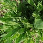 Onosma tricerosperma leaf picture by 1dDPJ (cc-by-sa)
