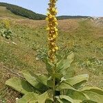 Verbascum longifolium flower picture by francesca romana Lombardi (cc-by-sa)