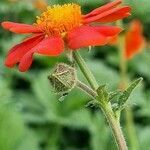 Geum coccineum flower picture by Jani Zadrgal (cc-by-sa)
