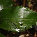 Renealmia guianensis leaf picture by R. Tournebize (cc-by-sa)