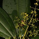 Miconia commutata leaf picture by Nelson Zamora Villalobos (cc-by-nc)